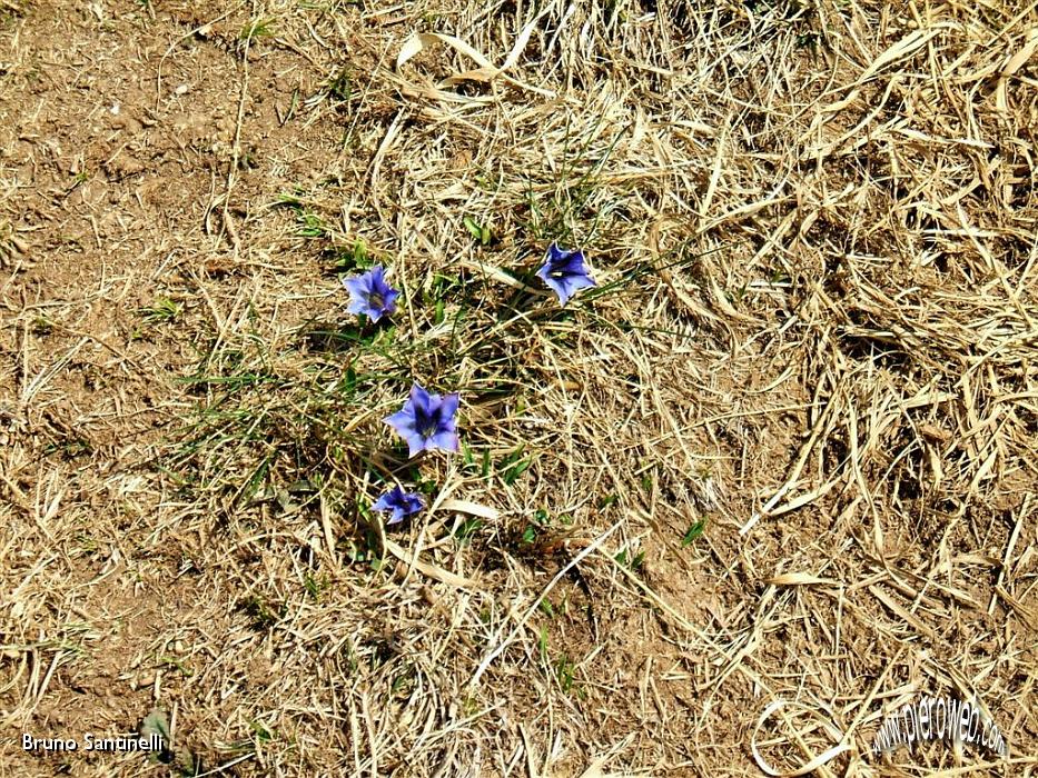 19 fiori sul sentiero.jpg